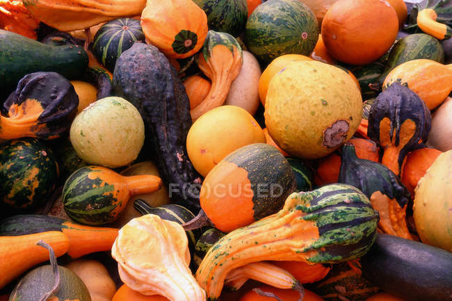 Pile de citrouilles et légumes de différentes couleurs — Photo de stock