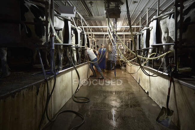 Irmãos e irmãs que prendem máquinas de leite às vacas na fazenda leiteira — Fotografia de Stock