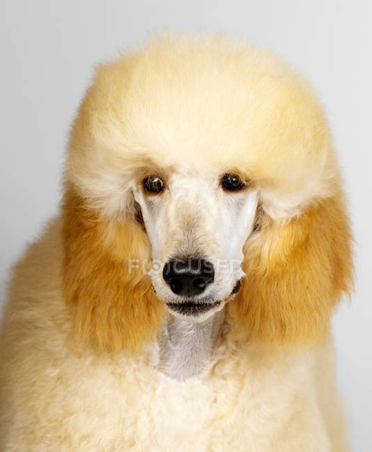 Close-up tiro retrato de poodle padrão no fundo cinza — Fotografia de Stock