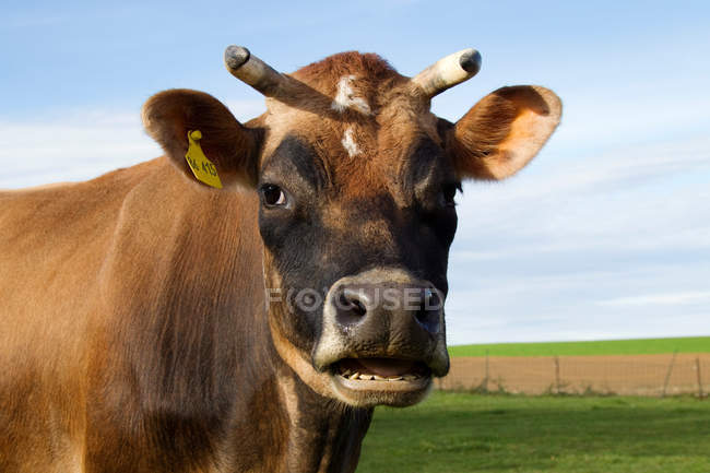 Vaca mirando a la cámara - foto de stock