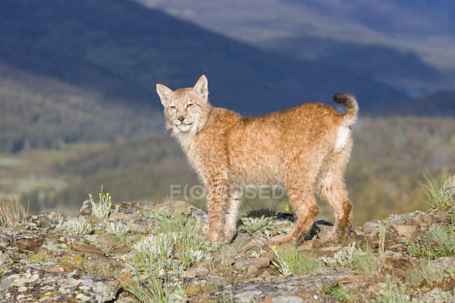 Eurasian lynx on hill — Stock Photo