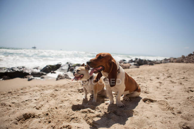 Perros jadeando en la playa - foto de stock