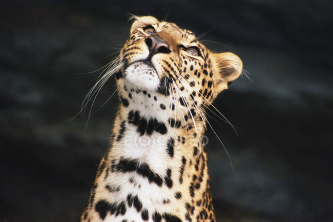 One Leopard looking up — Stock Photo