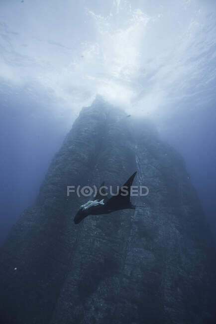 Fotografía submarina de la vida marina, vista de cerca - foto de stock