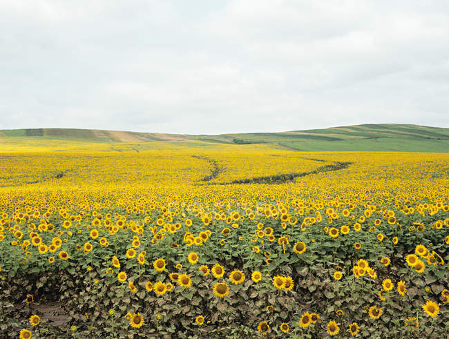 Field of sunflowers in Romania — Stock Photo