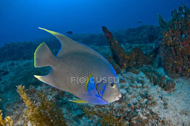 Regina pesce angelo sulla barriera corallina sott'acqua — Foto stock