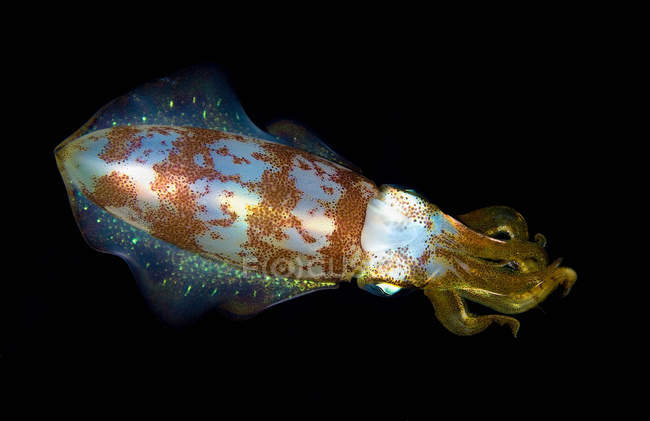 Bella scogliera caraibica calamaro isolato su nero — Foto stock