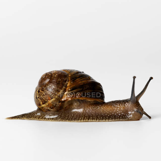 Side view of crawling snail isolated on white background — Stock Photo