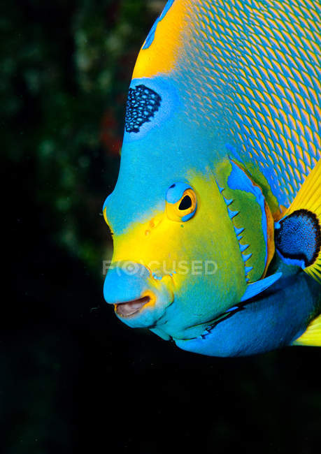 Vívido azul e amarelo rainha angelfish — Fotografia de Stock