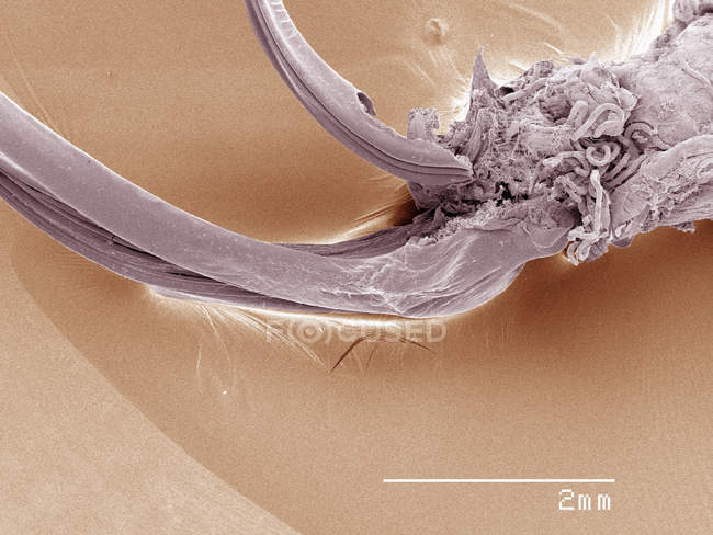 Micrographie électronique à balayage coloré de l'ovipositeur de grillon domestique — Photo de stock