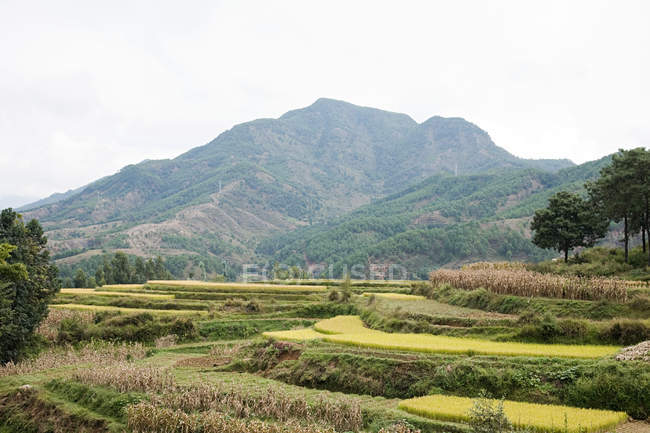 Vue sur les terrasses de riz en Zhoushan — Photo de stock