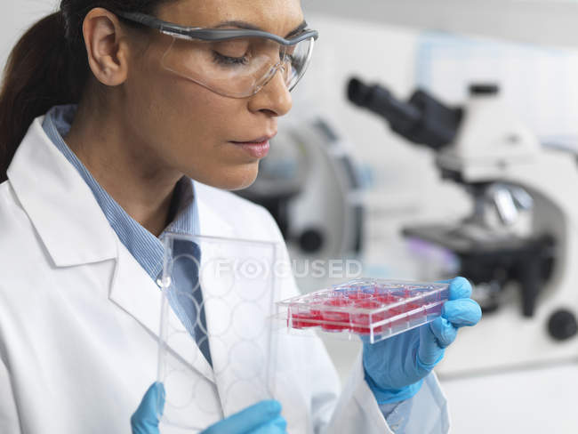 Cientista feminina examinando a cultura celular em prato multiwell — Fotografia de Stock