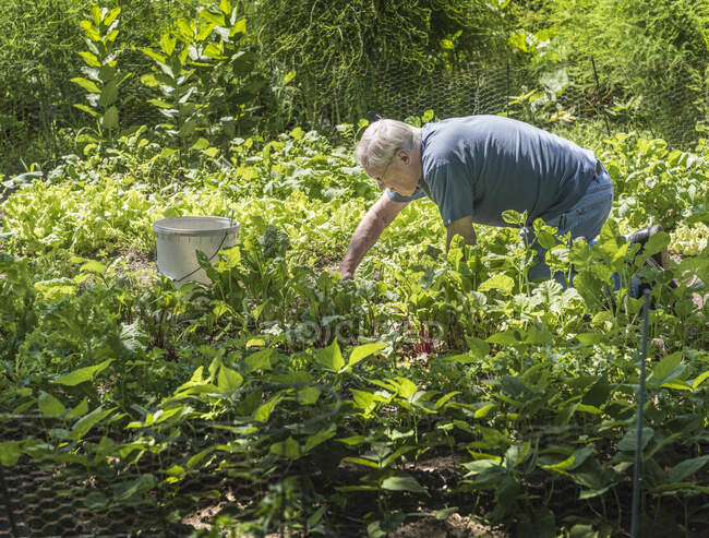 Man tending to vegetable garden — Stock Photo