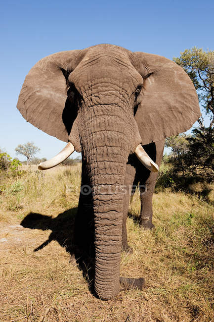 Elefante Africano Feminino no Botsuana — Fotografia de Stock