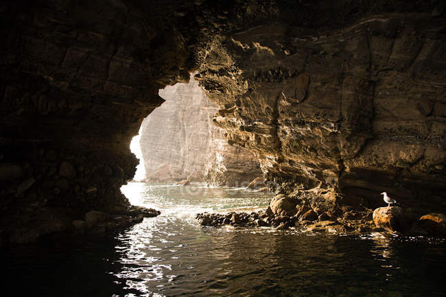 Gaviota en cueva, formación de rocas, mexico - foto de stock