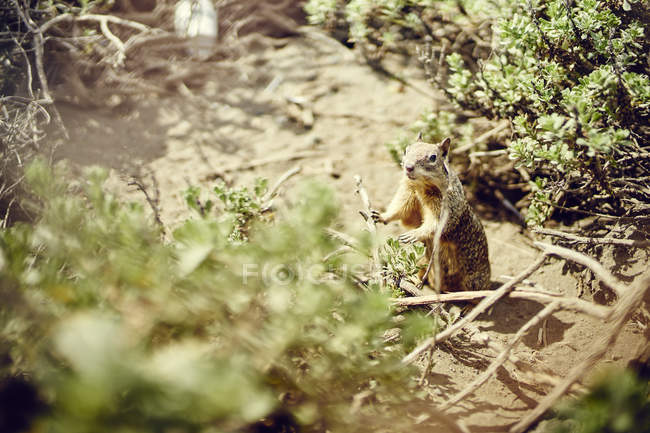 Esquilo de terra e galhos de arbustos da Califórnia, Califórnia, EUA — Fotografia de Stock