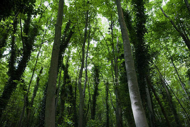 Visão de baixo ângulo de árvores florestais verdes — Fotografia de Stock