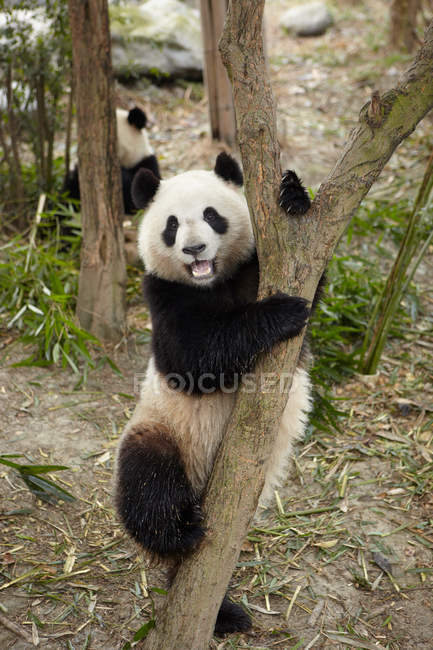 Panda géant grimpant à l'arbre — Photo de stock