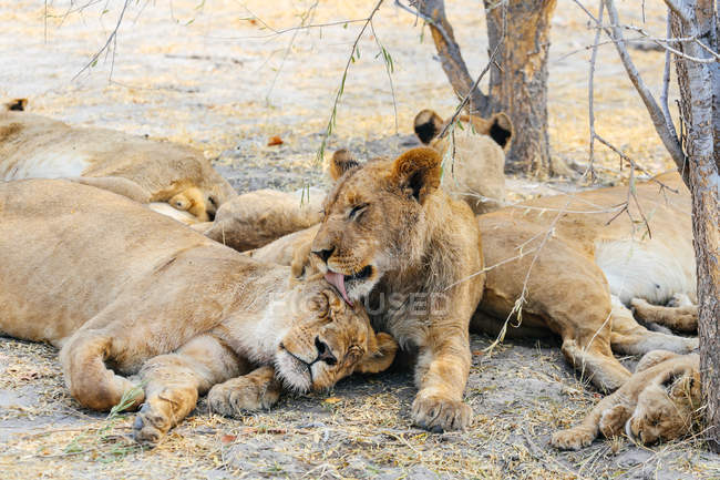 Orgullo de leones descansando - foto de stock