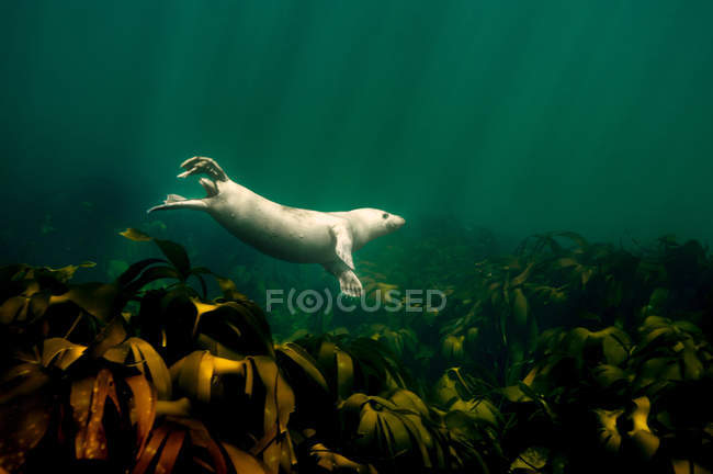 Белый тюлень плавает под водой — стоковое фото