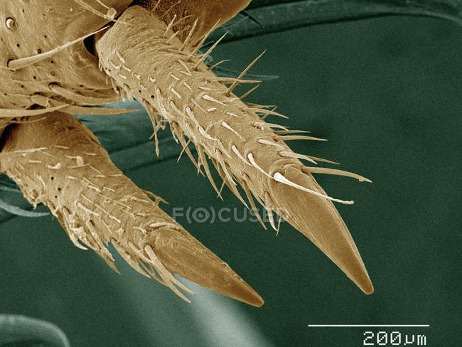 SEM de color de casa espuelas pierna de cricket - foto de stock