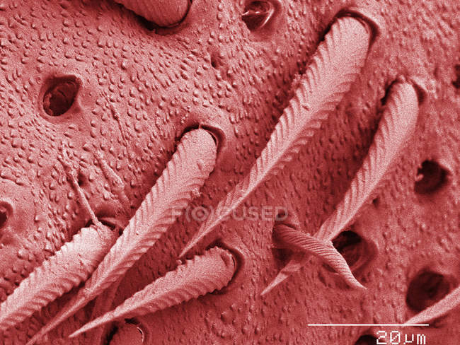 Coloured scanning electron micrograph of house cricket leg spurs — Stock Photo