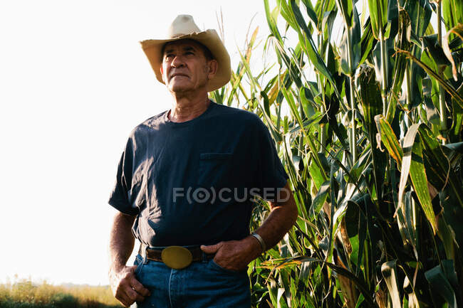 Фермер, що стоїть на полі кукурудзи — стокове фото