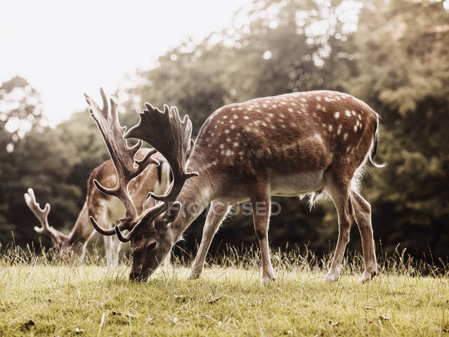 Two deer grazing at meadow, Aarhus, Denmark — Stock Photo