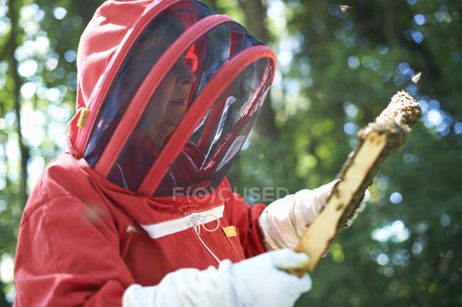 Apiculteur regardant le cadre de ruche — Photo de stock