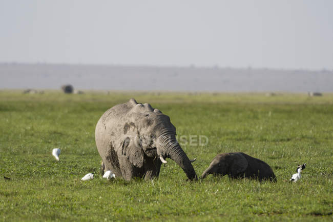 Afrikanische Elefanten beim Wandern im amboseli Nationalpark, Kenia, Afrika — Stockfoto