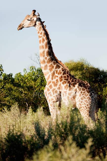 Жираф в поле дикого шалфея — стоковое фото