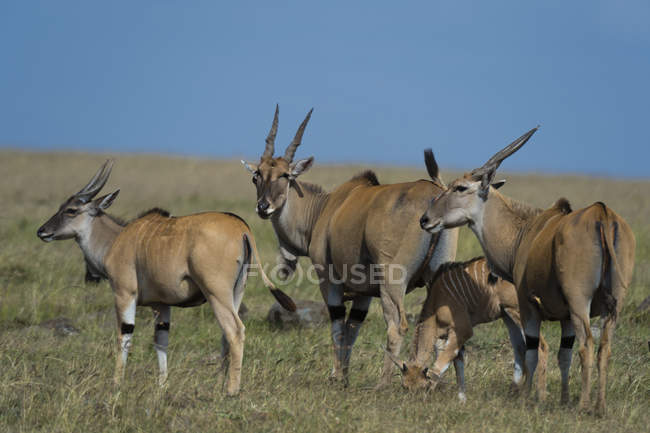 Загальні elands в Масаї Мара, Кенія, Африка — стокове фото