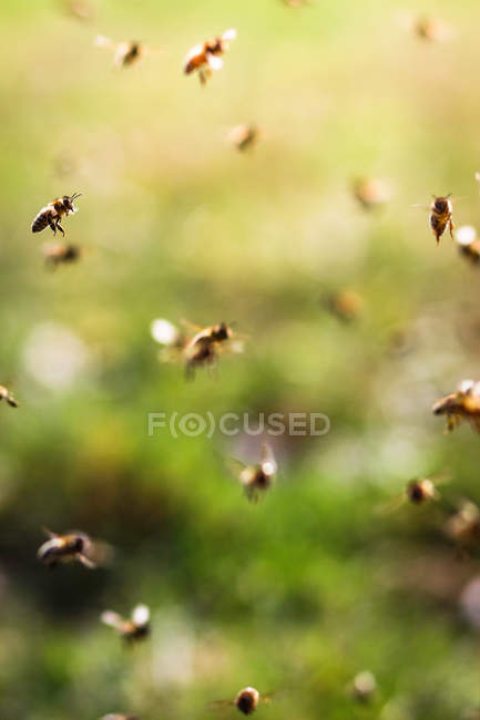 Movimiento de las abejas voladoras, de cerca - foto de stock