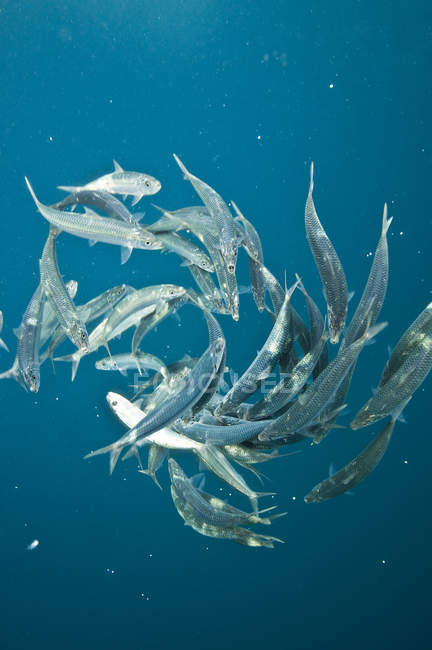 Escolarización de peces nadando bajo agua azul - foto de stock