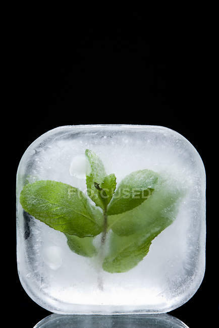 Menta congelada en cubo de hielo - foto de stock