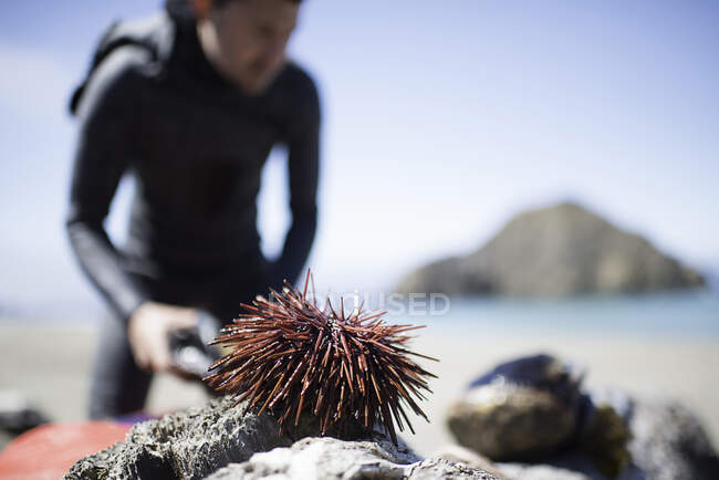 Sea anemone on rock, Elk, mendocina California, Estados Unidos - foto de stock