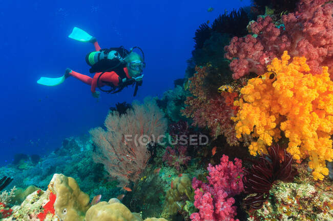 Diver swimming in coral reef — Stock Photo