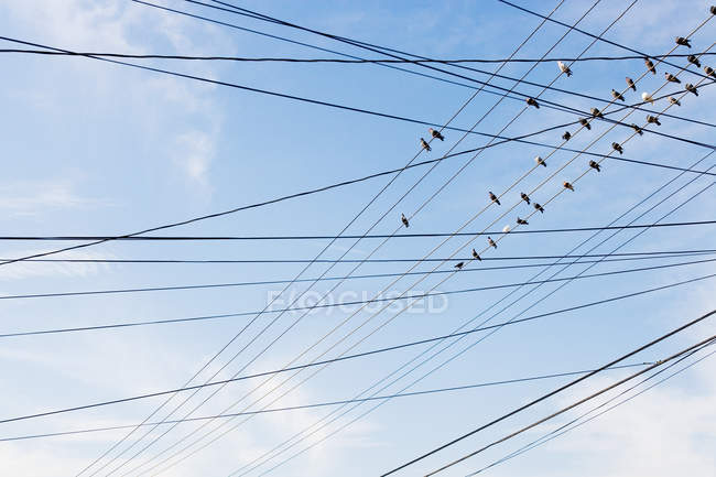 Birds sitting on power cable — Stock Photo