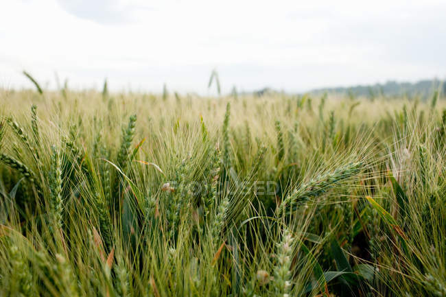 Рівень поверхні поля пшениці, бордо, франція — стокове фото