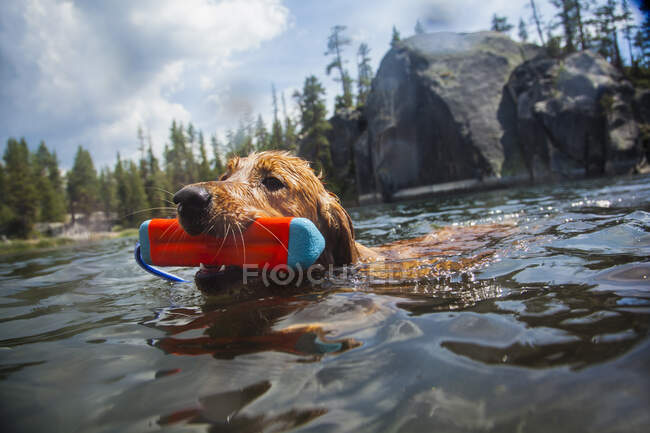 Dog swimming carrying toy in mouth, High Sierra National Park, California, USA — Stock Photo