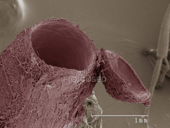 Coloured scanning electron micrograph of parasitic wasp — Stock Photo