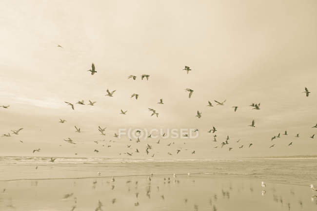 Aves voando sobre o oceano — Fotografia de Stock