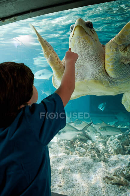 Niño apuntando a tortuga marina en acuario - foto de stock