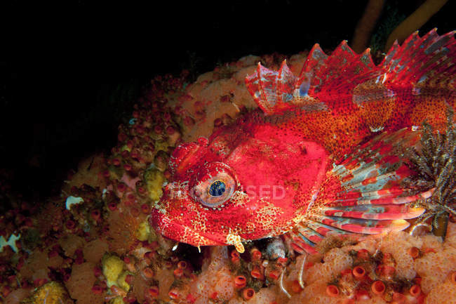 Close up shot of Red Irish Lord fish under water — Stock Photo