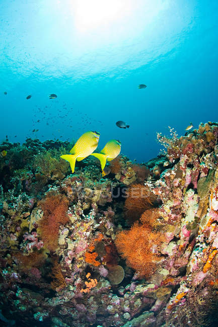 Fischschwärme schwimmen am Korallenriff — Stockfoto