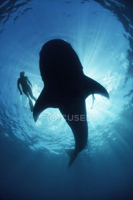 Vista subacquea dal basso uno squalo balena incurante di sub nuotare accanto, retroilluminato, Isla Mujeres, Messico — Foto stock