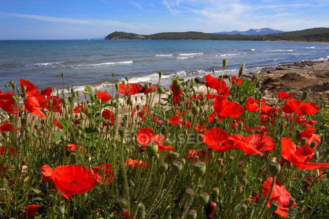 Flores na costa rochosa — Fotografia de Stock
