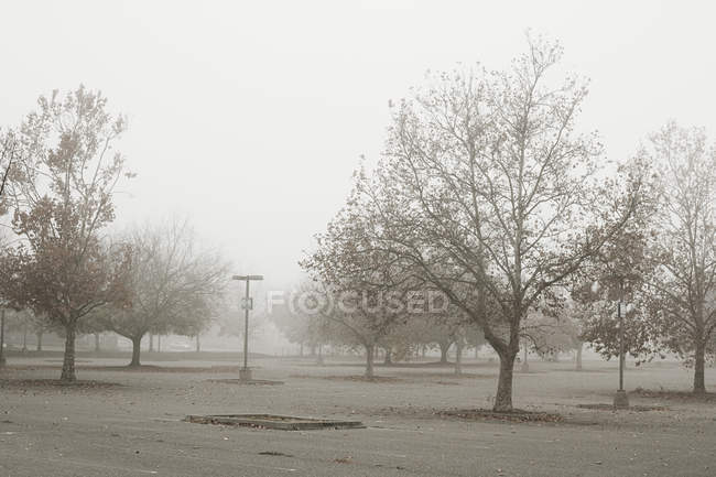 Estacionamento vazio com árvores nuas em névoa — Fotografia de Stock