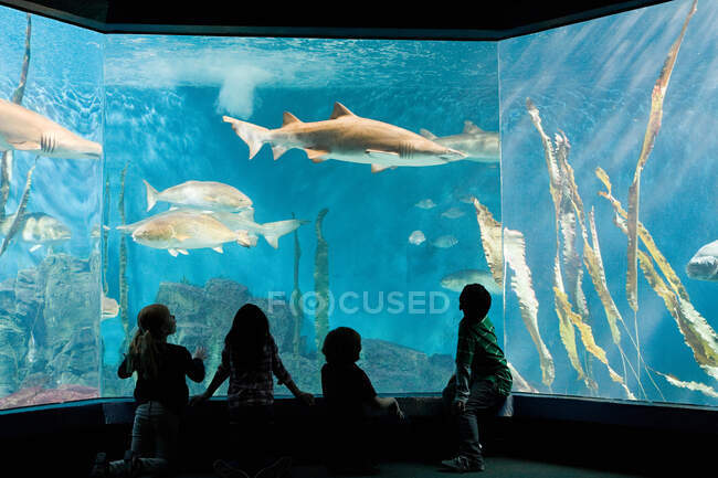 Kinder beobachten Fische im Aquarium — Stockfoto