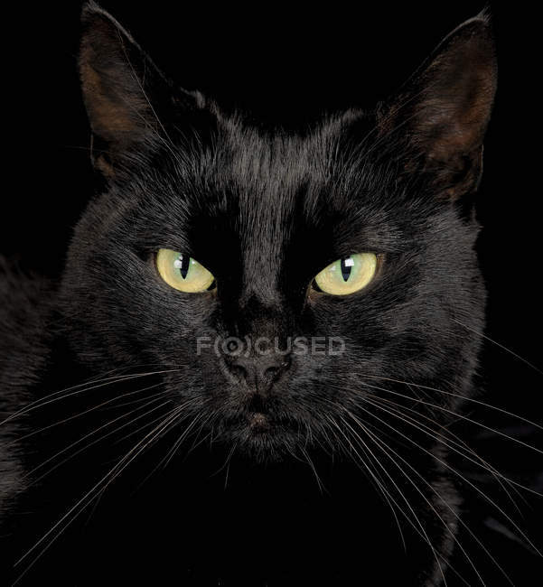 Primer plano retrato de gato negro sobre fondo negro - foto de stock